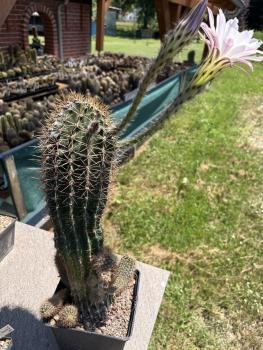 Preview: Echinopsis hybr. lila